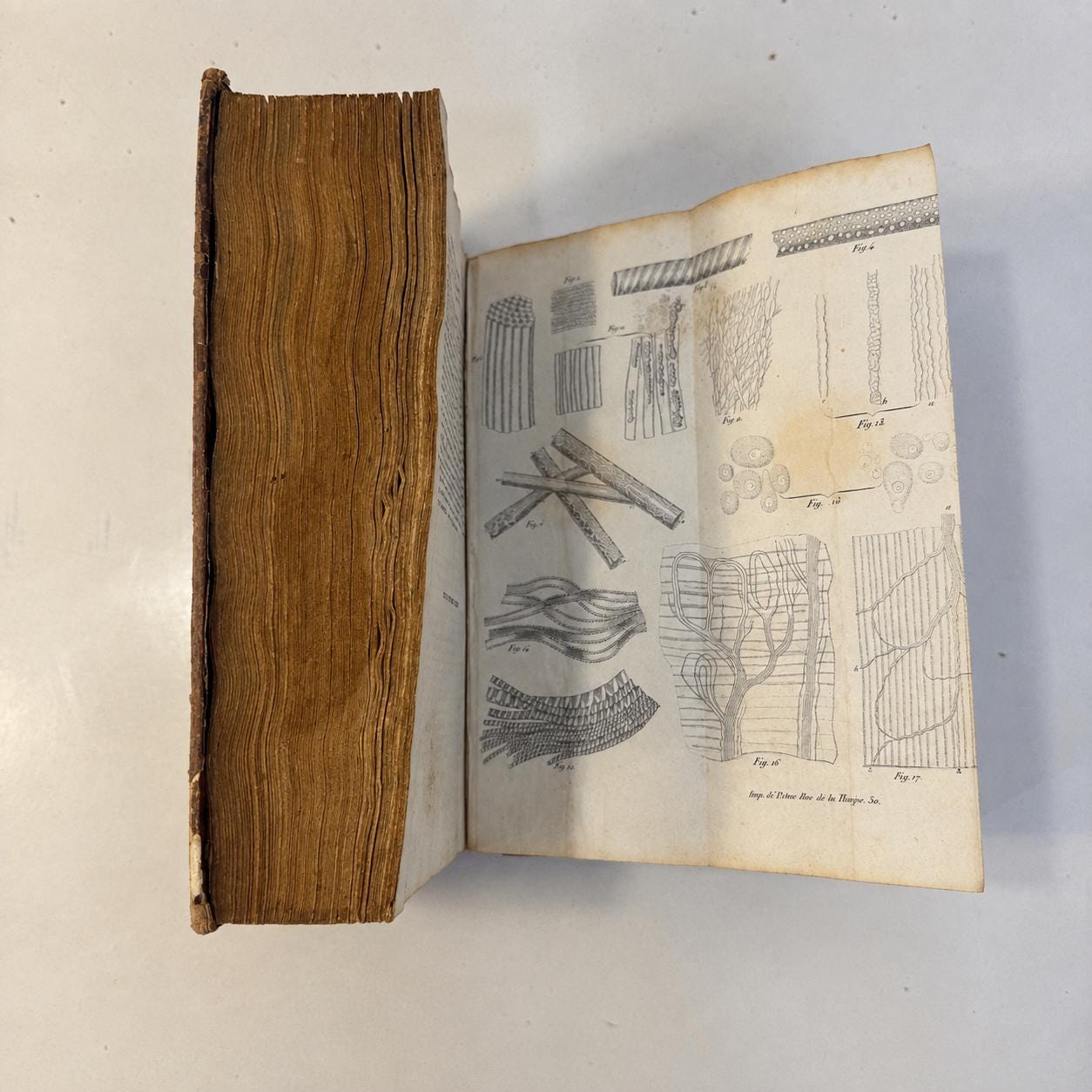 Anatomie et Physiologie du Systeme Nerveux. Translation: Anatomy and Physiology of the Nervous System — photograph 7.