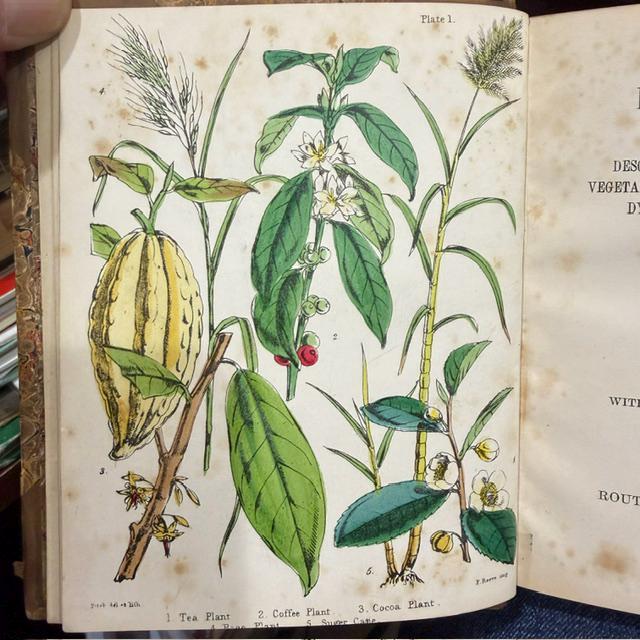 Profitable Plants; A Description of The Principal Articles of Vegetable Origin Used for Food, Clothing, Tanning, Dyeing, Building, Medicine, Perfumery, Etc. With Twenty Pages of Coloured Plates. — photograph 6.