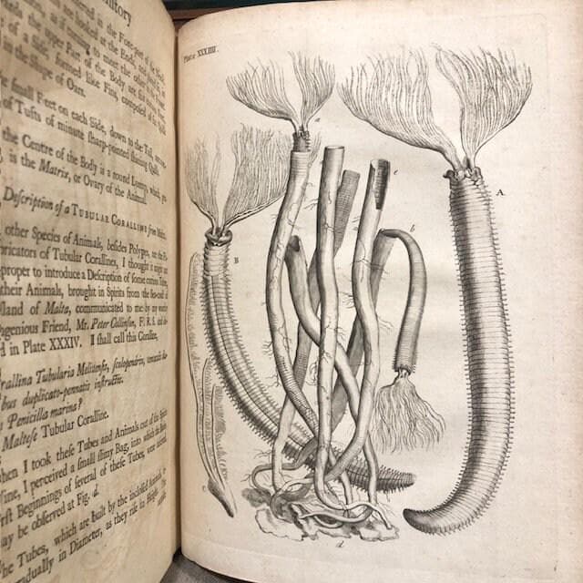 Essay Towards a Natural History of the Corallines, and Other Marine Productions of the like Kind Commonly found on the Coasts of Great Britain and Ireland. To which is added the Description of a large Marine Polype taken near the North Pole, by the Whale-fishers, in the Summer 1753. — photograph 7.