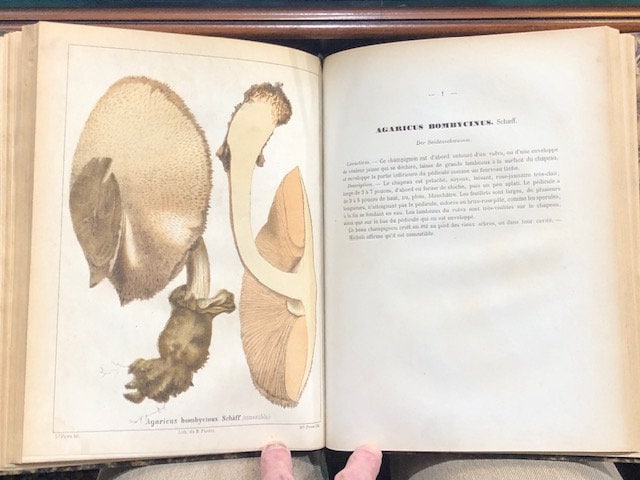 Les Champignons Comestibles et les Espèces Vénéuses avec lesquelles ils pourraient ètre confondus. TRANSLATION: Edible Mushrooms and Poisonous Species with which they could be confused. — photograph 10.
