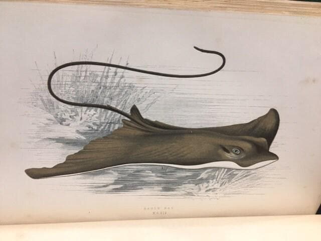 A History of The Fishes of The British Islands (4 vol) — photograph 5.