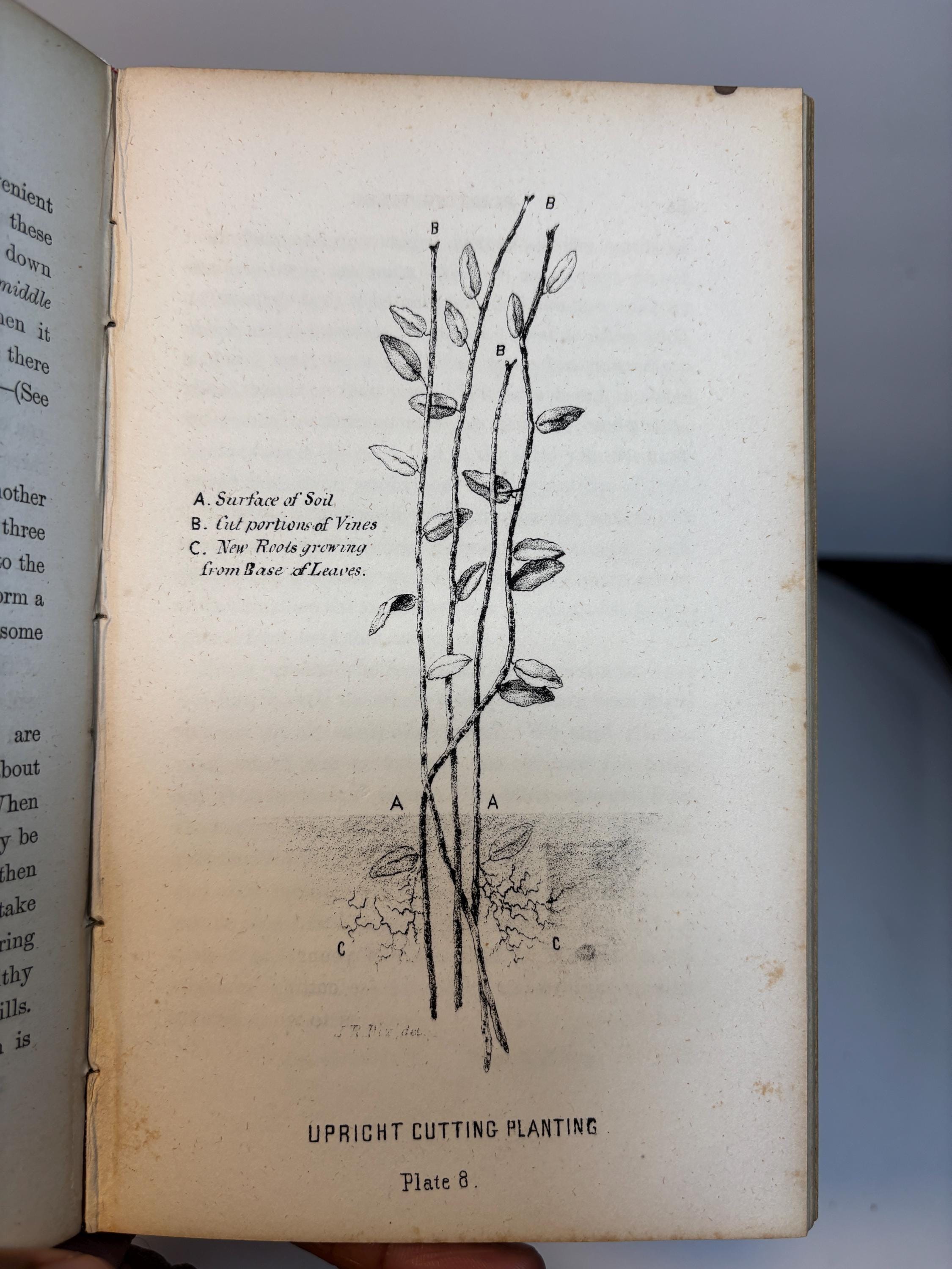 A Complete Manual for The Cultivation of The Cranberry, With a Description of The Best Varieties. First Edition. — photograph 7.