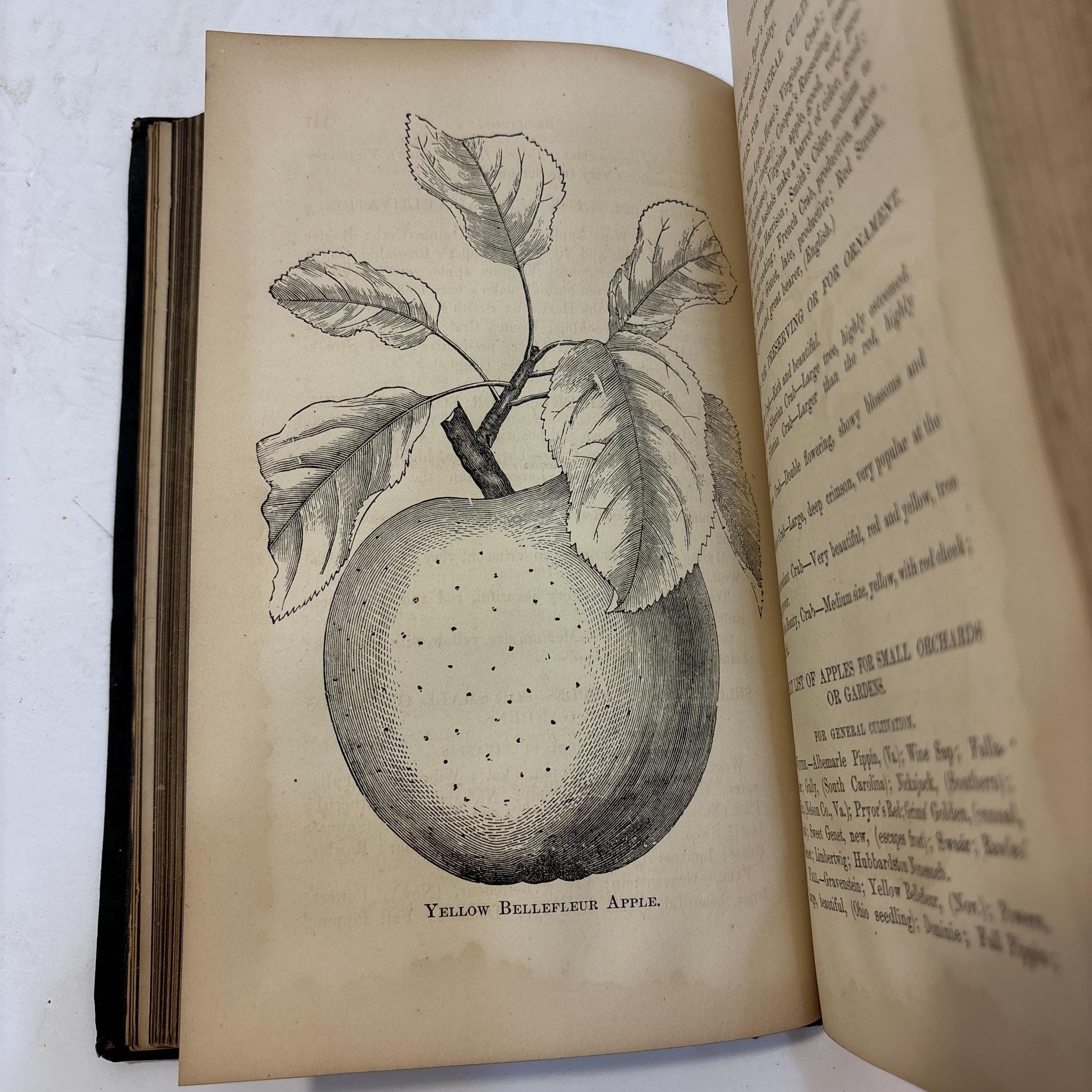 The Southern Apple and Peach Culturist, Adapted to The Soil and Climate of maryland, Virginia, the Carolinas, Georgia and Farther South, Including Portions of thee West and West Virginia, Containing Full and Practical Instructions in Successful Culture, Grafting, Budding, Training, Transplanting, Mulching, Pruning, Fruit-Gathering, &c., &c., Together With Descriptive Catalogues of The Most Esteemed Orchard Fruits, Suitable for the Table, the Kitchen, and For Market Purposes, With Illustrations. Also A Treatise on Insects and Their Extermination. — photograph 5.