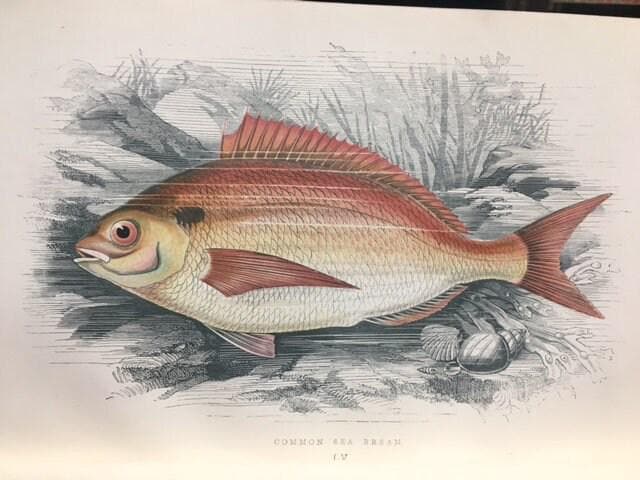 A History of The Fishes of The British Islands (4 vol) — photograph 8.