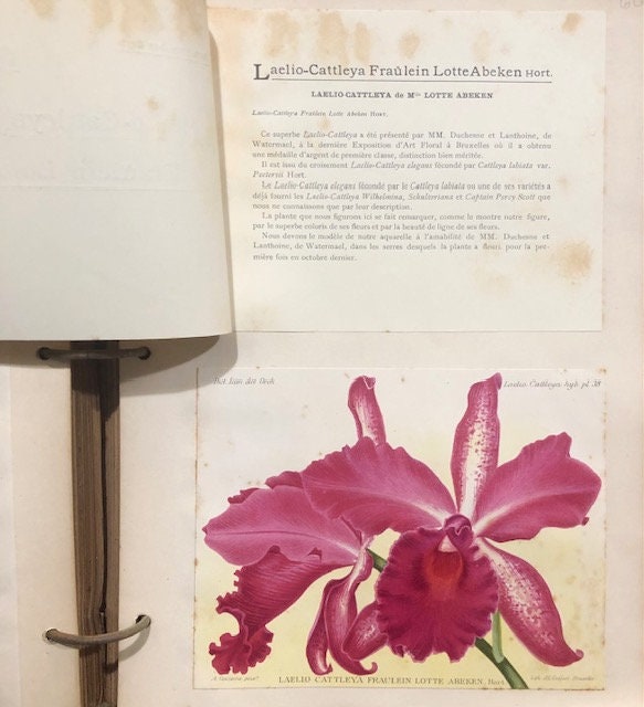 Dictionnaire Iconographique des Orchidées. Translated from French: Iconographic Dictionary of Orchids — photograph 4.