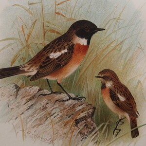 May include: A watercolor painting of two birds perched on a rock. The larger bird is brown with a black head and a white patch on its chest. The smaller bird is brown with a white patch on its chest. Both birds are surrounded by green grass.