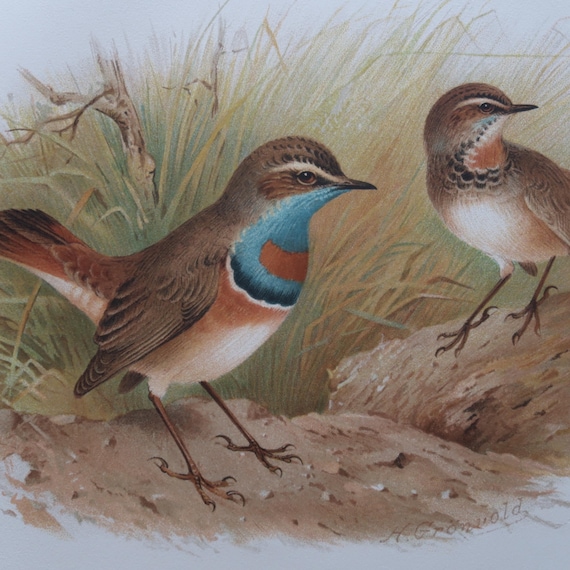 1908年 アカハラオオノド鳥のプリント | ホームデコレーション 