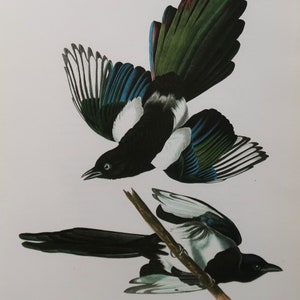 Audubon Birds of America Vintage Print 1979 | "Black-Billed Magpie" | Home Decor | Wall Art | Art Print | Wall Decor