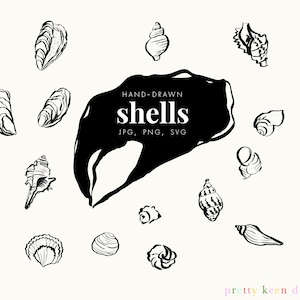 Conchas dibujadas con pincel en formatos PNG, SVG y JPG / Ilustraciones de conchas marinas dibujadas a mano en blanco y negro
