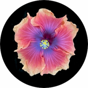 Hibiscus Flower Spare Tire Cover  ~ ALL Sizes available in menu~ Camera opening option in Menu ~ Heavy Duty Tire Protector
