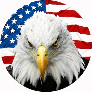 May include: A close-up of a bald eagle with a fierce expression, its head and neck covered in white feathers. The eagle is positioned in front of a red, white, and blue American flag.