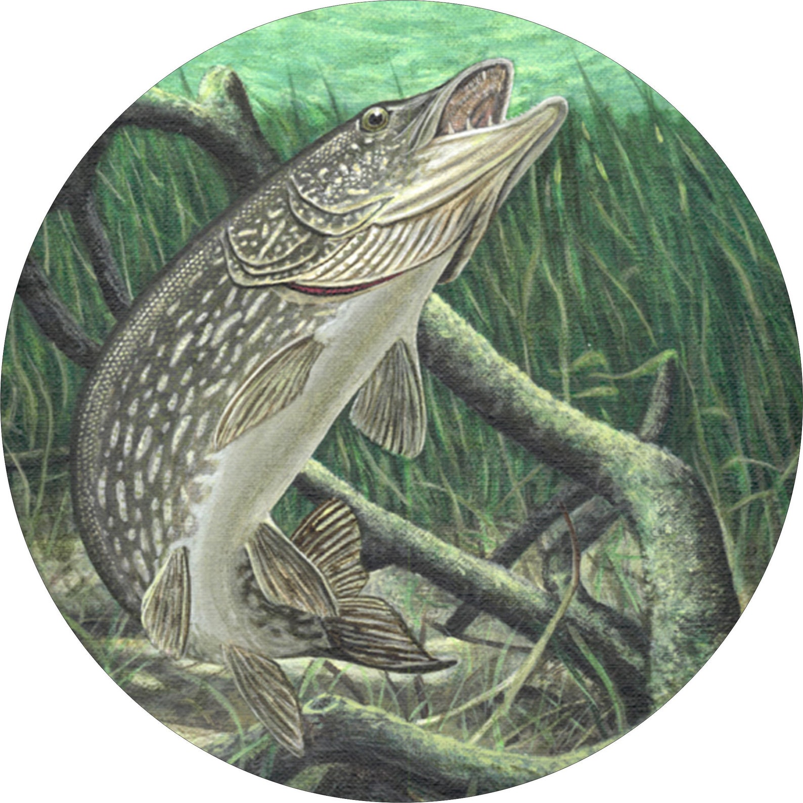 Incredible Trout Jaws: Nature'S Perfect Hunting Tool - pzu881h