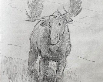 Original Moose pencil Sketch - 6.5x10