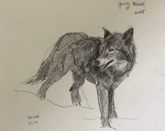 Original pencil drawing of a young black wolf - 8x10