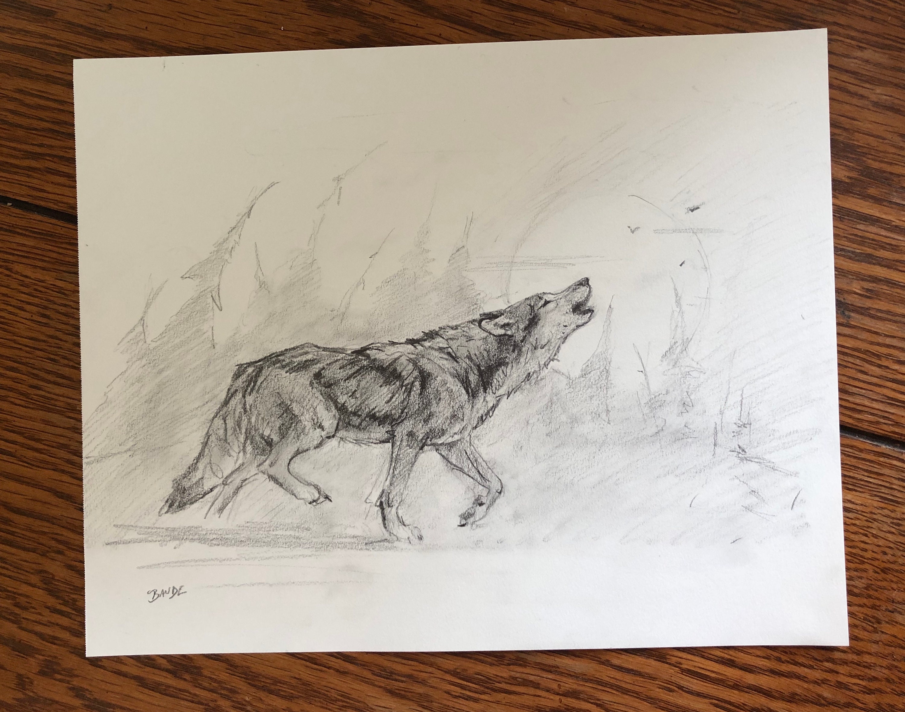 Original Howling Wolf in Wilderness Pencil Drawing - 8x10 - Etsy