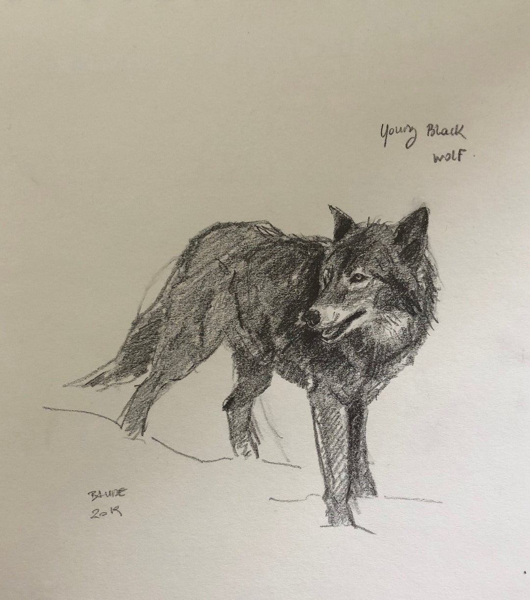 Original Pencil Drawing of a Young Black Wolf - 8x10 - Etsy