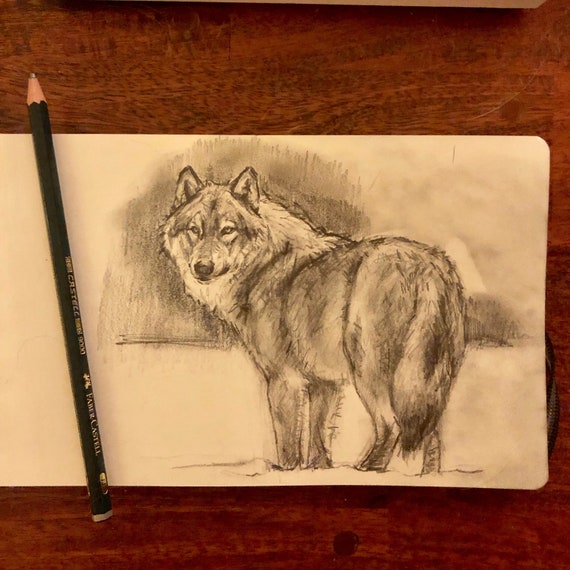 Original Pencil Sketch Wolf Gesture 55 X825