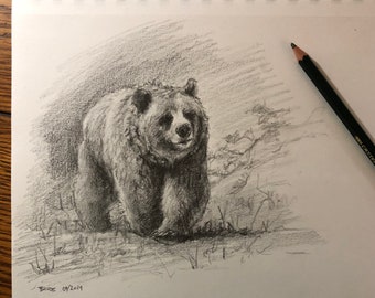 Original small pencil drawing - Grizzly -  8x8