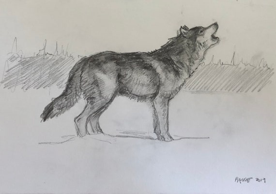 Original Bleistift Skizze Heulenden Wolf 6 5x9 5 Etsy