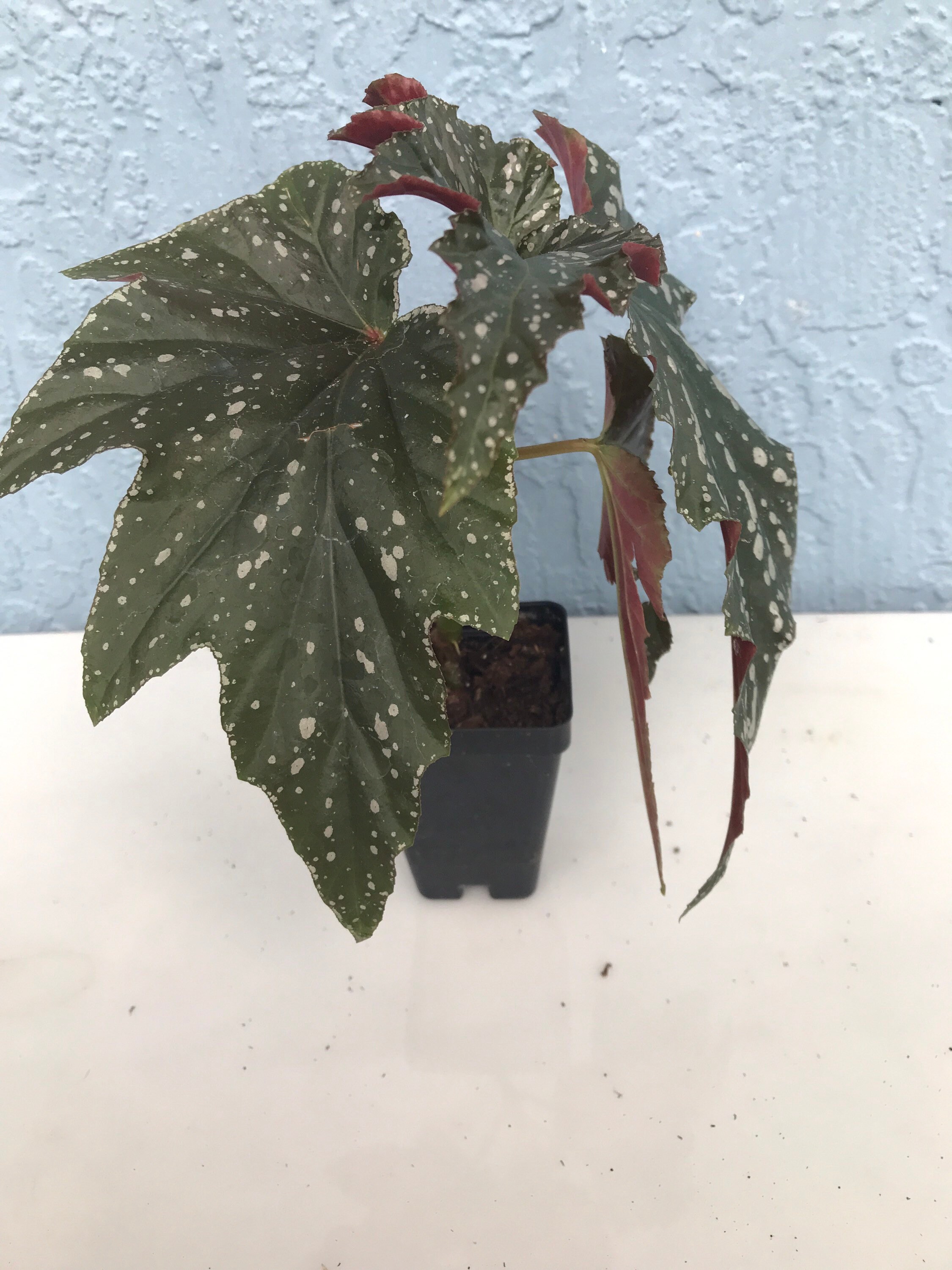 Angel Wing Begonia Sophie Cecile Plant Etsy Singapore