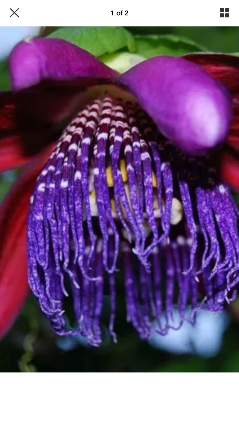 Passiflora quadrangularis Passion Flower Giant Granadilla Etsy