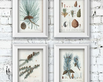 Botany Winter Pine Cone Prints  | Set of 4 - Vintage Botanical Art Decor - Winter Digital Printable Art