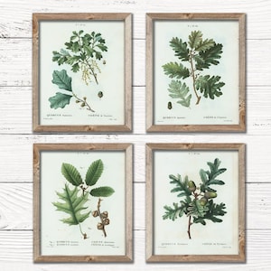 Oak Leaves and Acorns | Set of 4 - Vintage Botanical Art Decor - Fall Digital Printable Art - INSTANT DOWNLOAD