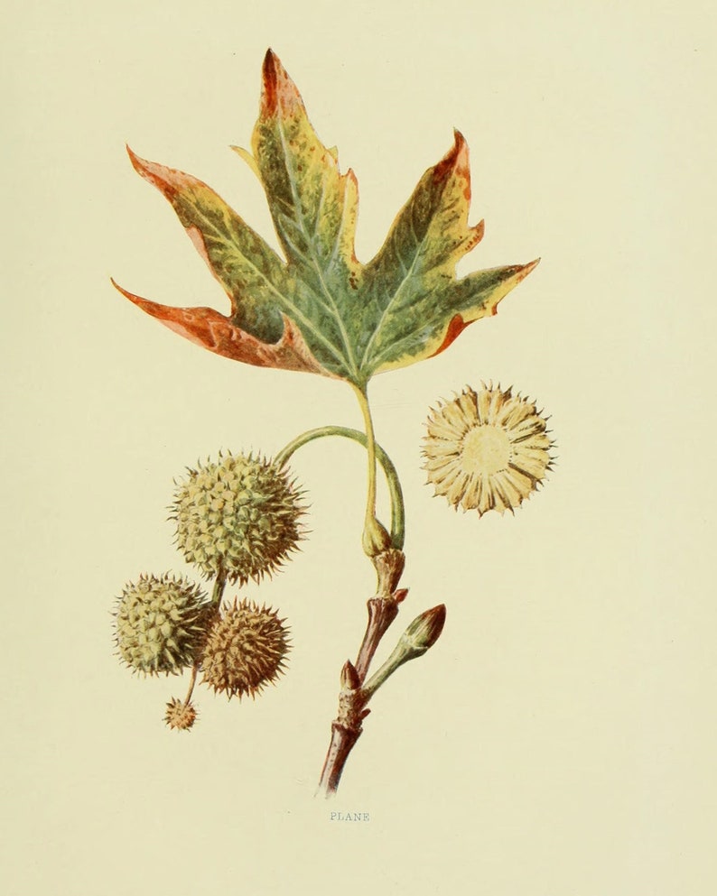 Fall Botanical Prints Set of 6 Vintage Botany Art Decor Etsy