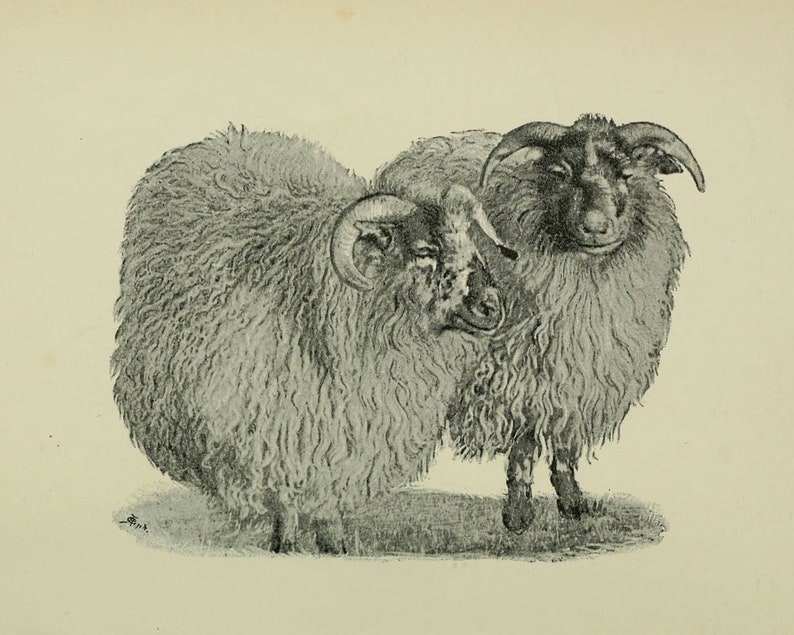 Vintage Sheep and Ram Prints Set of 4 Vintage Farmhouse Etsy