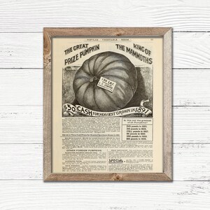 Op de afbeelding: Een vintage advertentie voor het "The Great Prize Pumpkin" zaadtype, met een zwart-witte illustratie van een grote pompoen die 196 pond weegt. De advertentietekst benadrukt het "King of The Mammoths" type en biedt een prijs van $ 50 voor de zwaarste pompoen die in 1897 is geteeld.