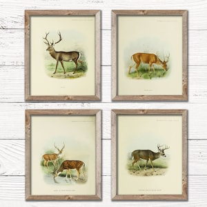 Vintage Deer Illustrations | Set of 4 - Deer Prints - Animal Wall Decor -  Digital Printable Art