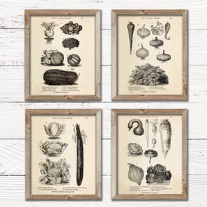 Set of 4 Vintage Vegetable Illustrations | Vintage Advertisement Gardner Art Decor - Fall Digital Printable Art