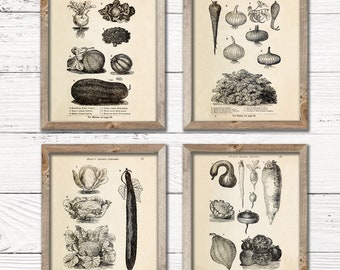 Set of 4 Vintage Vegetable Illustrations | Vintage Advertisement Gardner Art Decor - Fall Digital Printable Art