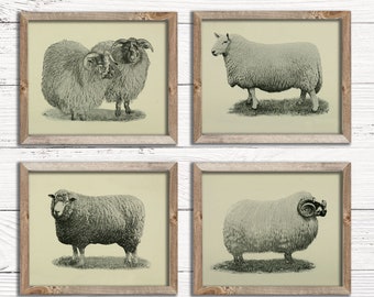 Vintage Sheep and Ram Prints Set of 4 | Vintage Farmhouse Decor | Sheep Illustration | Vintage Wall Decor | Vintage Digital Printable Art