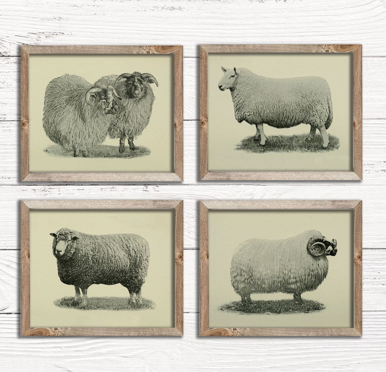 Vintage Sheep and Ram Prints Set of 4 Vintage Farmhouse Etsy