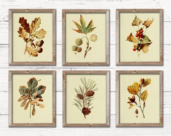 Fall Botanical Prints | Set of 6 - Vintage Botany Art Decor - Fall Digital Printable Art