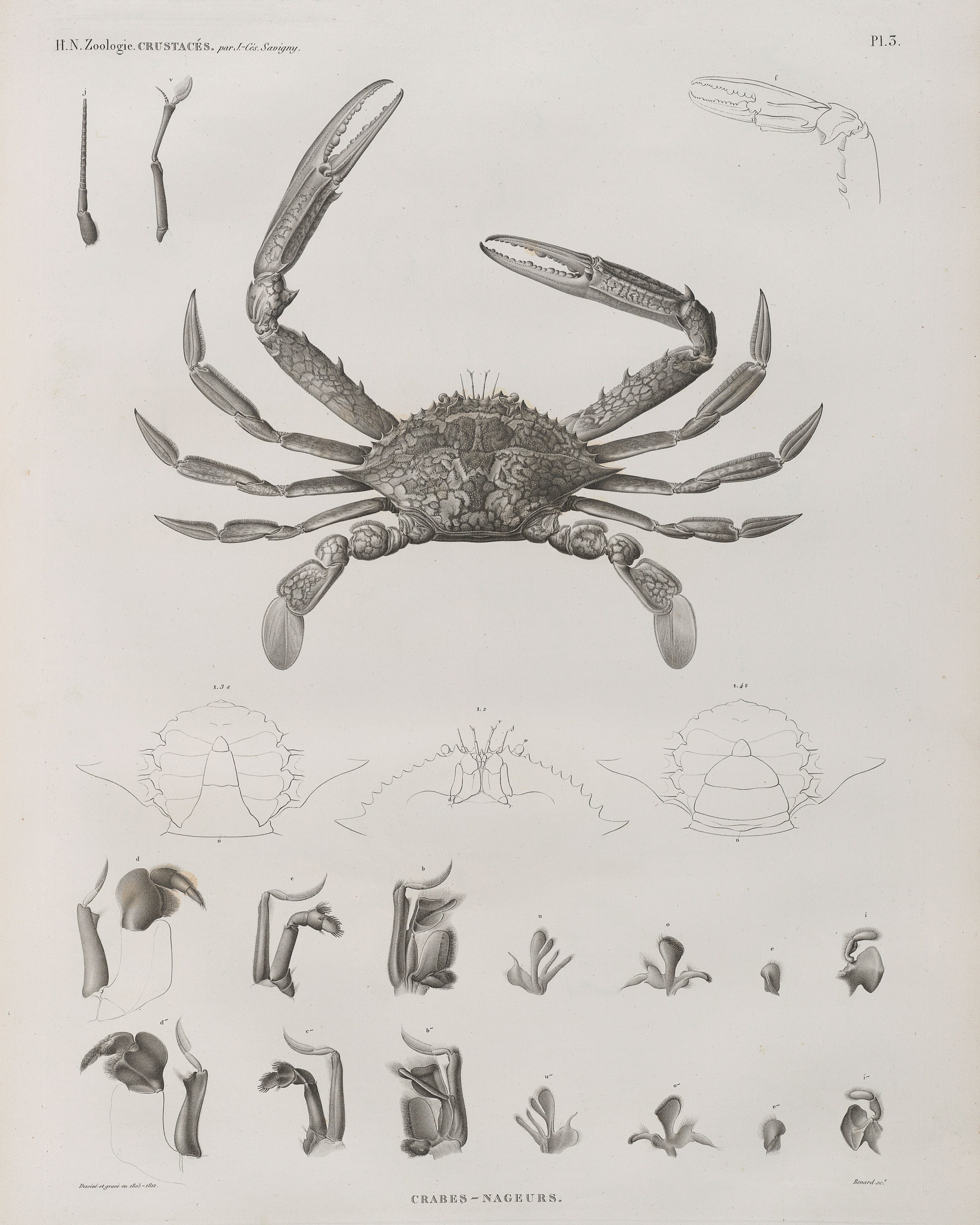 Vintage Nautical Illustrations | Set of 6 - Seashell | Octopus | Coral ...
