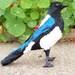 TheEighthMagpie