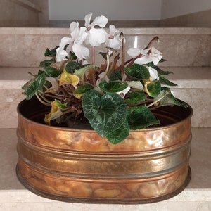Peut inclure: Une plante de cyclamen blanc avec des feuilles vertes dans un pot de couleur cuivre avec une surface texturée. Le pot a trois bandes d'une couleur cuivre plus claire.