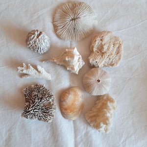 composition of shells and corals
