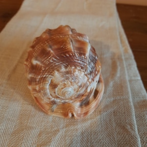 Conchiglia di mare decorativa