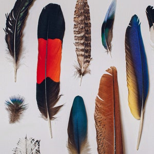 Troupeau du sud-ouest, impression de plumes, oiseaux australiens, collection de plumes, cacatoès noir, art mural de plumes, cadeau de pendaison de crémaillère image 3