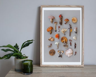 Fungi Art Print - Australian mushrooms, orange fungi, fungi collection, card for dad, card for him, Father's day card, Foraging.