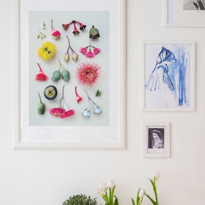 Estampa florescendo de eucalipto, estampa floral, flores de eucalipto, estampa botânica, cartão de aniversário, flora australiana, vagens de eucalipto