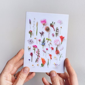 Garden foraging greeting card  — A collection of Western Australian flowers