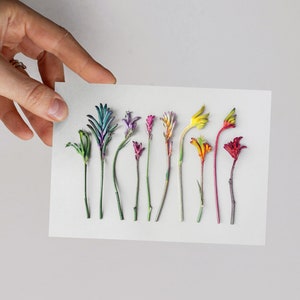 Paw Cocktail Grußkarte — Eine Sammlung von Känguruhpfoten-Wildblumen in Westaustralien in Regenbogenfarben