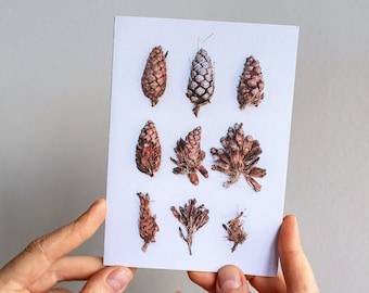 Pinecones greeting card  — A collection of pinecones
