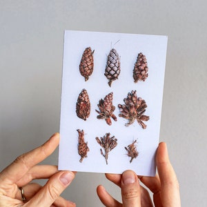 Pinecones greeting card  — A collection of pinecones