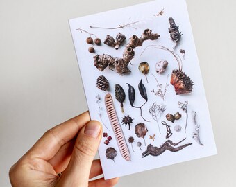 Dried flora greeting card  — A collection of Australian seedpods and other dried objects