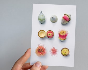 Eucalyptus Macrocarpa Greeting Card: Australian Floral Print